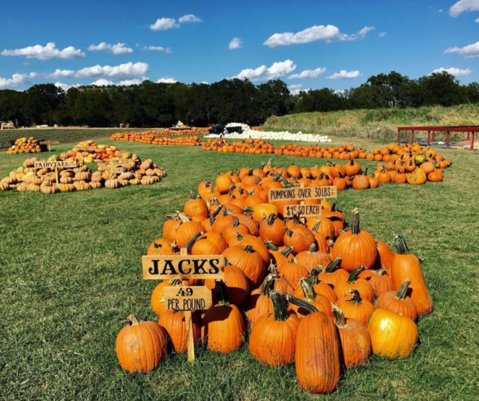 Best Pumpkin Patches in Austin