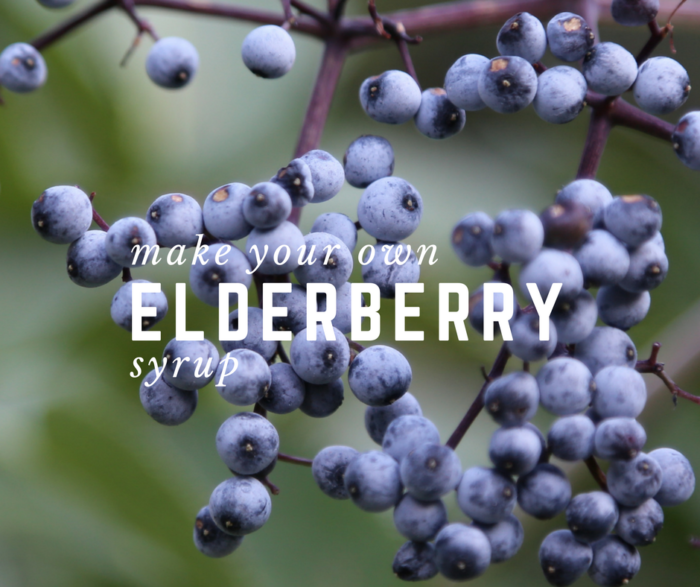 Make Your Own Elderberry Syrup