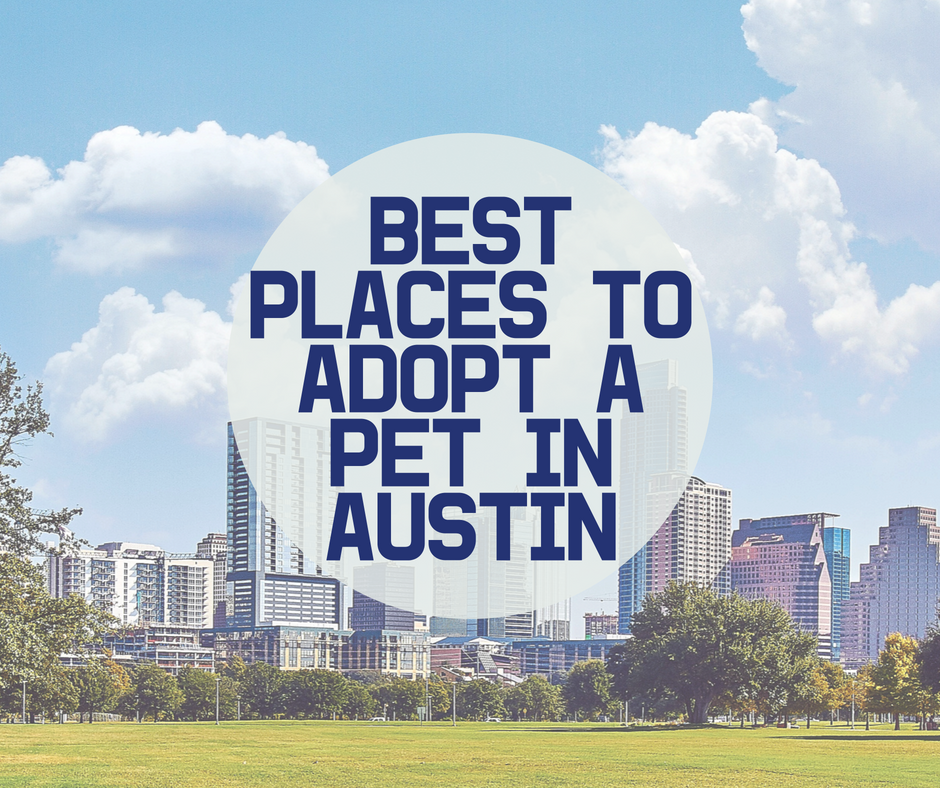 Top Places In Austin To Adopt A Pet