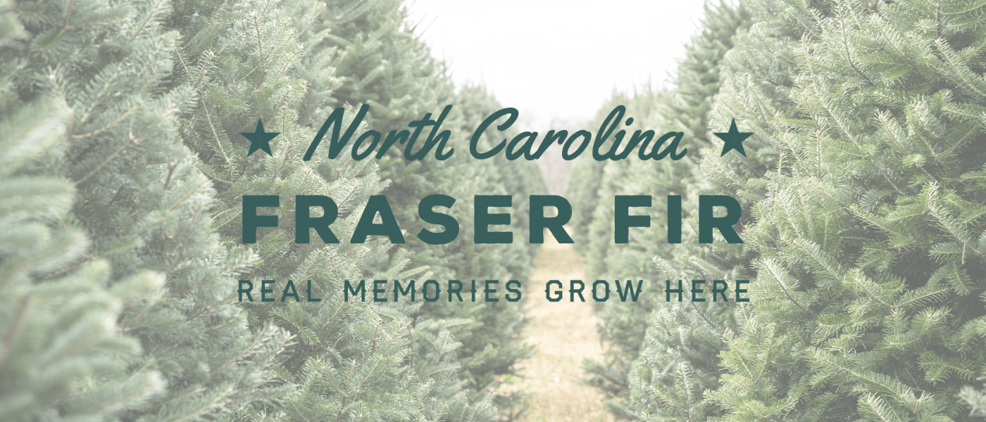 North Carolina Fraser Fir