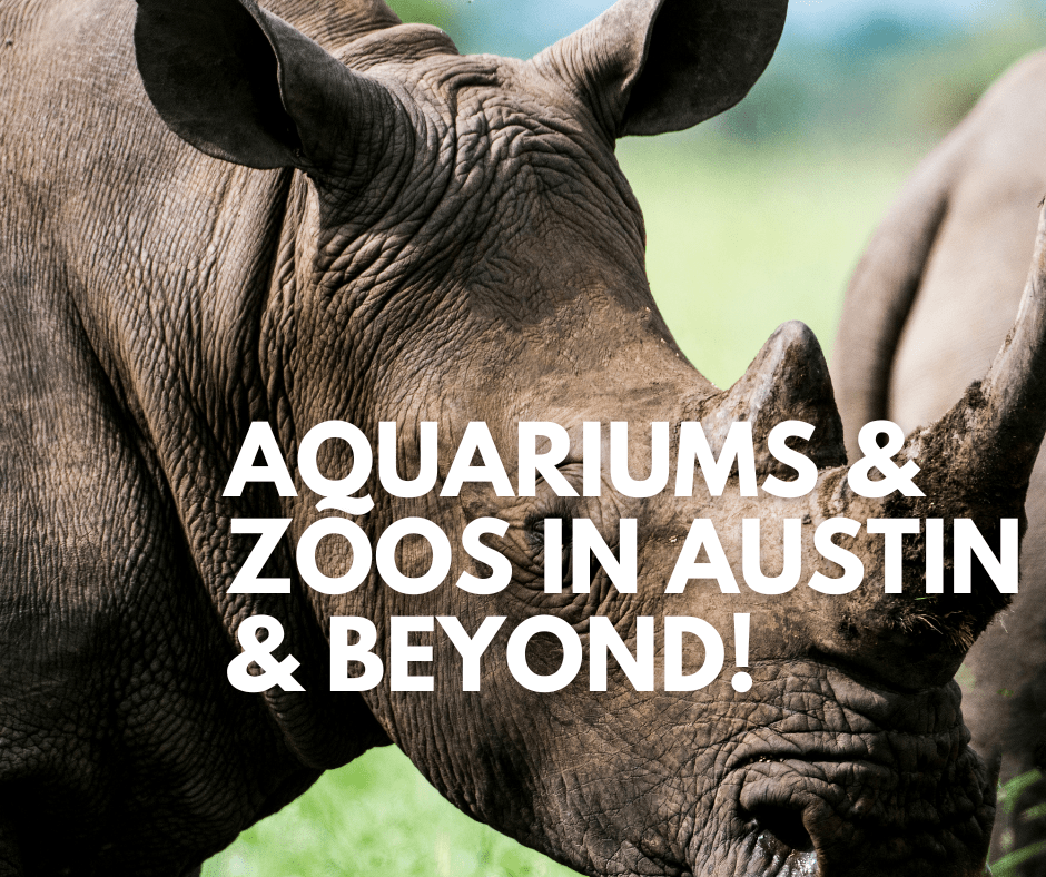 Aquariums and Zoos in Austin & Beyond!